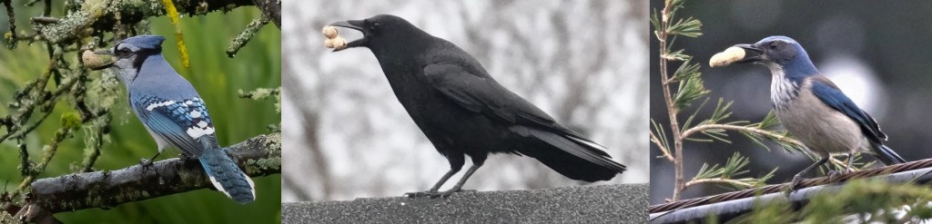 jays and crows eating peanuts