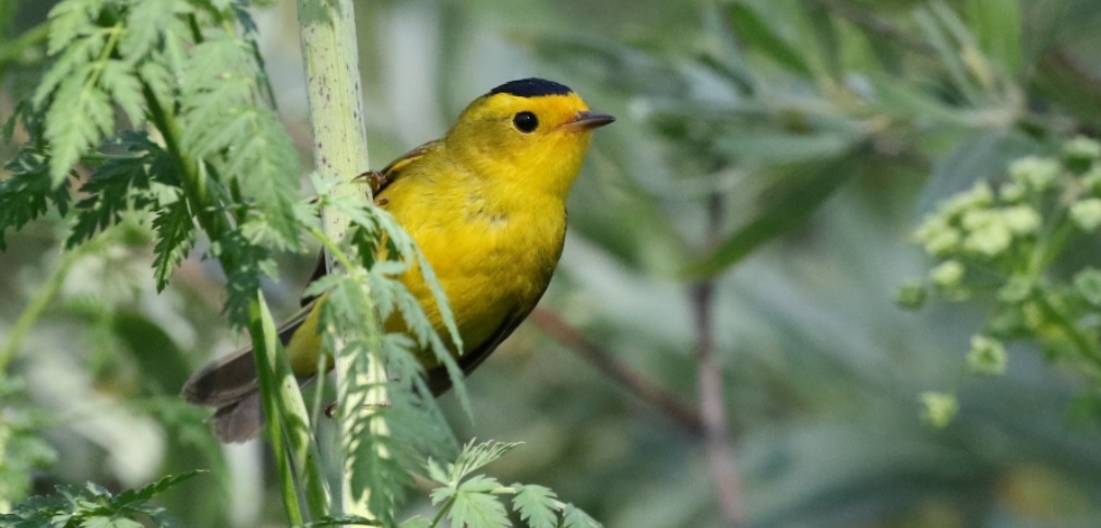 Wilson's Warbler