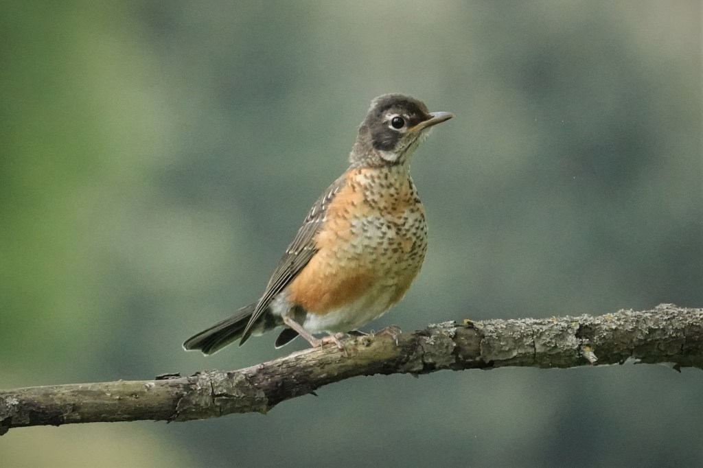 juvenile American Robin