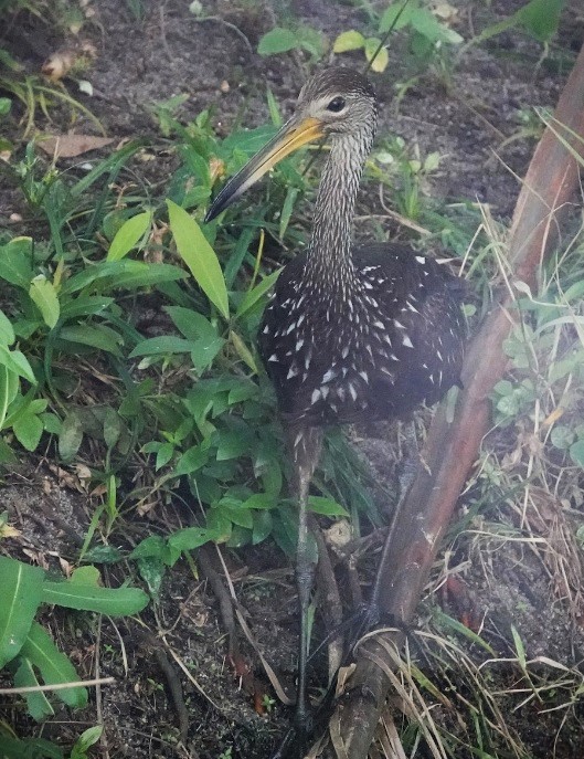 Limpkin