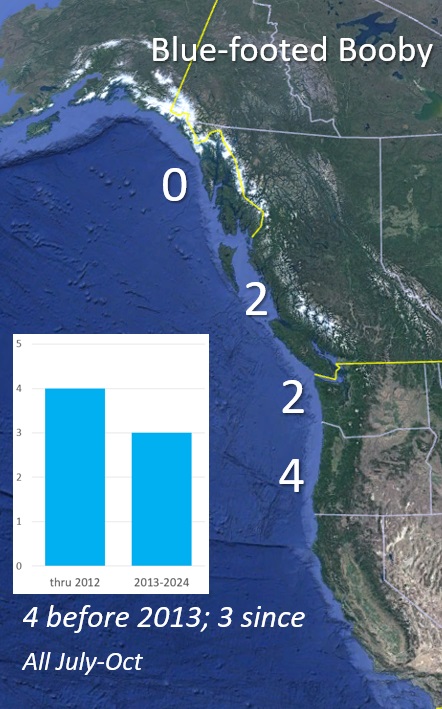 Blue-footed Booby in the PNW graph