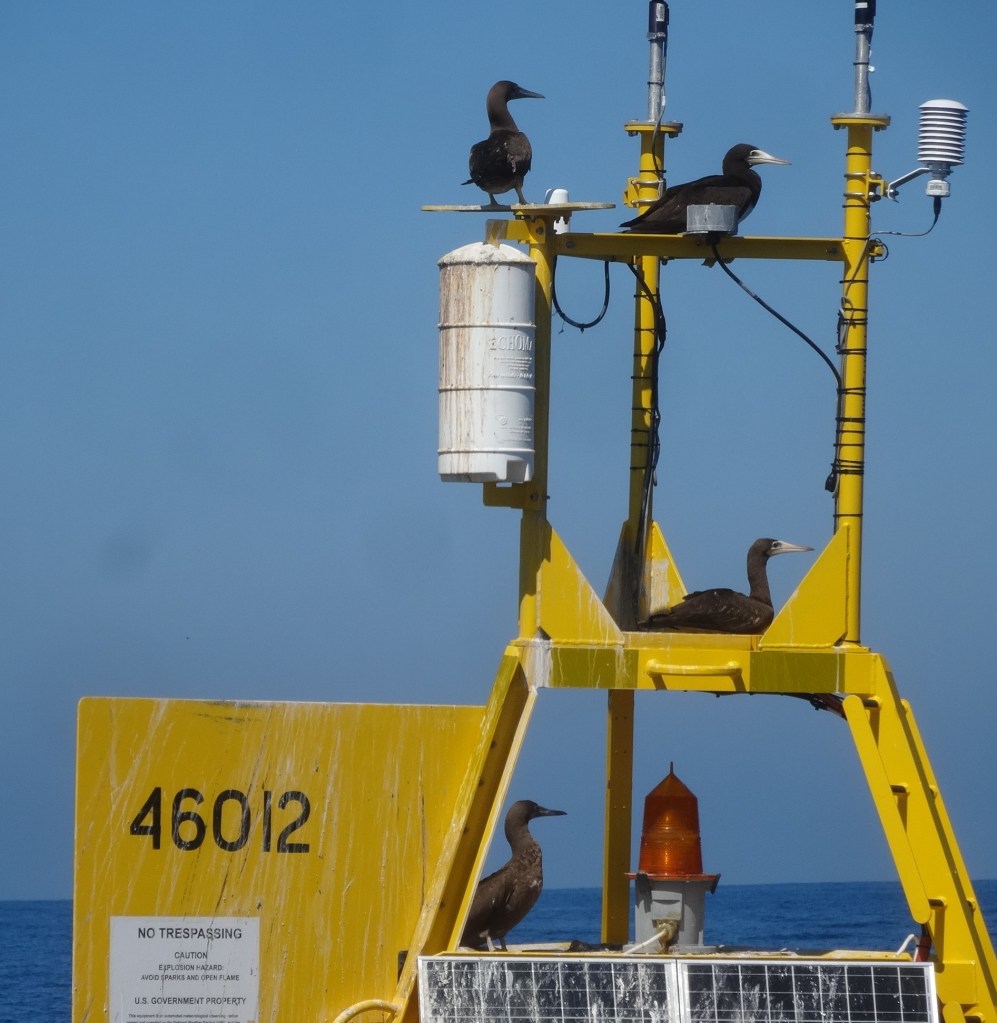 Four Cocos Boobies on the NOAA weather buoy off Half Moon Bay.