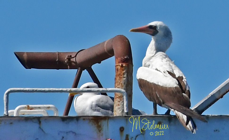 Nazca Booby on a barge in Puget Sound.