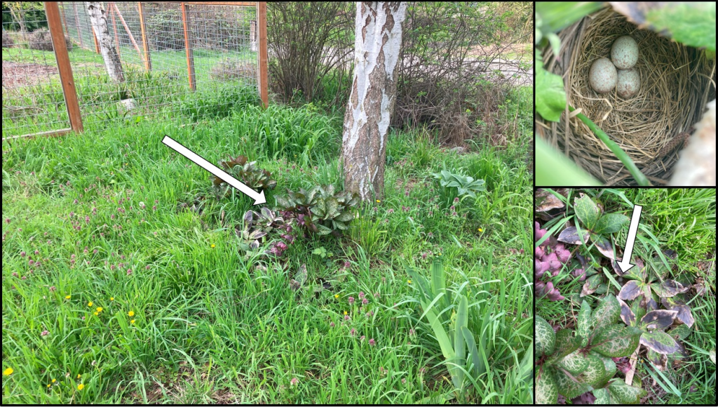 Spotted Towhee nest in high grass and shrubs