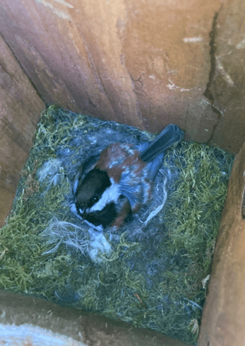 Chestnut-backed Chickadee on eggs in a nest box 